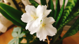 新しい年の始まり。